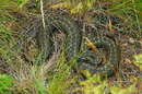 Kamiani Mohyly Reserve. Fauna, Donetsk Region, Natural Reserves 