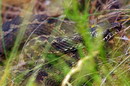 Kamiani Mohyly Reserve. Fauna, Donetsk Region, Natural Reserves 