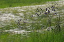 Kamiani Mohyly Reserve. Feather, Donetsk Region, Natural Reserves 