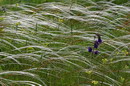 Kamiani Mohyly Reserve. Feather, Donetsk Region, Natural Reserves 