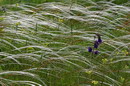 Kamiani Mohyly Reserve. Feather, Donetsk Region, Natural Reserves 