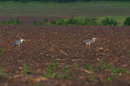 Kamiani Mohyly Reserve. Avifauna, Donetsk Region, Natural Reserves 