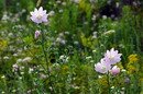 Kamiani Mohyly Reserve. Flora, Donetsk Region, Natural Reserves 