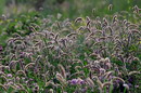 Kamiani Mohyly Reserve. Flora, Donetsk Region, Natural Reserves 