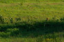 Kamiani Mohyly Reserve. Marmot in office, Donetsk Region, Natural Reserves 