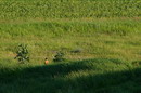 Kamiani Mohyly Reserve. Steppe marmot, Donetsk Region, Natural Reserves 