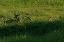 Kamiani Mohyly Reserve. Marmot, Donetsk Region, Natural Reserves 