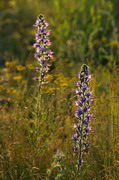 Kamiani Mohyly Reserve. Flora, Donetsk Region, Natural Reserves 