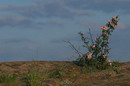 Kamiani Mohyly Reserve. Flora, Donetsk Region, Natural Reserves 