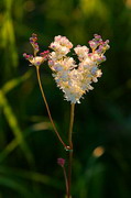 Kamiani Mohyly Reserve. Flora, Donetsk Region, Natural Reserves 