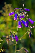 Kamiani Mohyly Reserve. Flora, Donetsk Region, Natural Reserves 