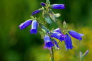 Kamiani Mohyly Reserve. Flora, Donetsk Region, Natural Reserves 