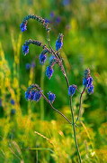 Kamiani Mohyly Reserve. Flora, Donetsk Region, Natural Reserves 