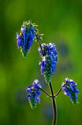 Kamiani Mohyly Reserve. Flora, Donetsk Region, Natural Reserves 