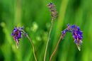 Kamiani Mohyly Reserve. Flora, Donetsk Region, Natural Reserves 