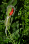 Kamiani Mohyly Reserve. Birthday flower, Donetsk Region, Natural Reserves 