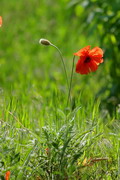 Kamiani Mohyly Reserve. Young and mature, Donetsk Region, Natural Reserves 