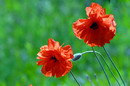 Kamiani Mohyly Reserve. Poppies, Donetsk Region, Natural Reserves 