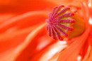 Kamiani Mohyly Reserve. Poppy, Donetsk Region, Natural Reserves 