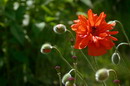 Kamiani Mohyly Reserve. Protected poppies, Donetsk Region, Natural Reserves 