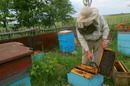Kamiani Mohyly Reserve. On reserve apiary, Donetsk Region, Peoples 