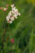 Kamiani Mohyly Reserve. Flora, Donetsk Region, Natural Reserves 