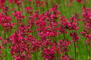 Kamiani Mohyly Reserve. Flora, Donetsk Region, Natural Reserves 