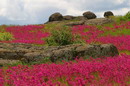 Kamiani Mohyly Reserve. Animate and inanimate worlds, Donetsk Region, Geological sightseeing 