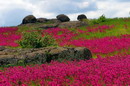 Kamiani Mohyly Reserve. Animate and inanimate worlds, Donetsk Region, Natural Reserves 