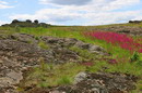 Kamiani Mohyly Reserve. Animate and inanimate worlds, Donetsk Region, Geological sightseeing 