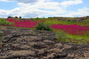 Kamiani Mohyly Reserve. Animate and inanimate worlds, Donetsk Region, Geological sightseeing 