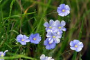 Kamiani Mohyly Reserve. Flora, Donetsk Region, Natural Reserves 