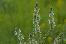 Kamiani Mohyly Reserve. Flora, Donetsk Region, Natural Reserves 