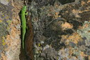 Kamiani Mohyly Reserve. Lizard in cleft, Donetsk Region, Natural Reserves 