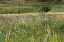 Kamiani Mohyly Reserve. Preservation landscape, Donetsk Region, Natural Reserves 