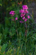 Kamiani Mohyly Reserve. Flora, Donetsk Region, Natural Reserves 