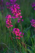 Kamiani Mohyly Reserve. Flora, Donetsk Region, Natural Reserves 