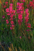 Kamiani Mohyly Reserve. Flora, Donetsk Region, Natural Reserves 