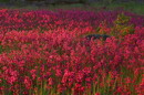 Kamiani Mohyly Reserve. Flora, Donetsk Region, Natural Reserves 