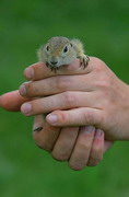 Kamiani Mohyly Reserve. Rodent and human, Donetsk Region, Natural Reserves 