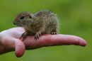 Kamiani Mohyly Reserve. Rodent and human, Donetsk Region, Natural Reserves 