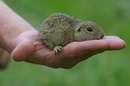 Kamiani Mohyly Reserve. Rodent and human, Donetsk Region, Natural Reserves 