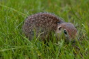 Kamiani Mohyly Reserve. Hiding in grass, Donetsk Region, Natural Reserves 