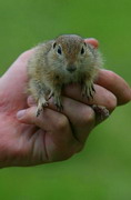 Kamiani Mohyly Reserve. Rodent and human, Donetsk Region, Natural Reserves 