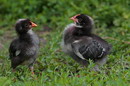 Kamiani Mohyly Reserve. Fledglings, Donetsk Region, Natural Reserves 