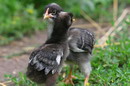 Kamiani Mohyly Reserve. Protected chicks, Donetsk Region, Natural Reserves 