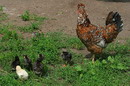 Kamiani Mohyly Reserve. Brood, Donetsk Region, Natural Reserves 