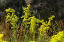 Kamiani Mohyly Reserve. Granite beauty, Donetsk Region, Natural Reserves 