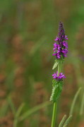 Kamiani Mohyly Reserve. Flora, Donetsk Region, Natural Reserves 