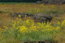 Kamiani Mohyly Reserve. Flora, Donetsk Region, Natural Reserves 